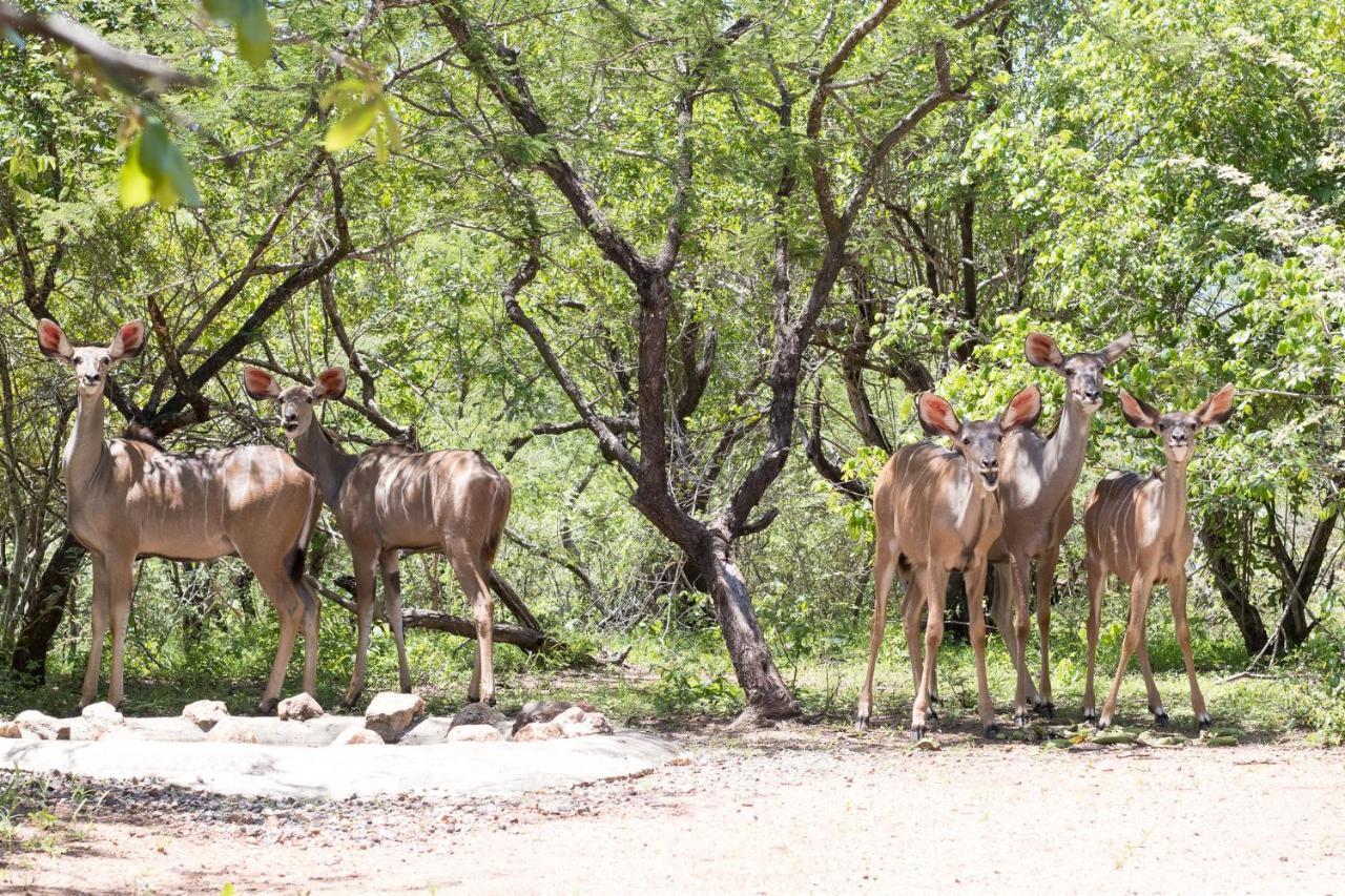 Hello Kruger Hideaway Cottage & Skilpad Studio Marloth Park Exterior foto